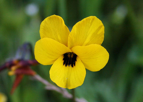 California Golden Violet (Johnny-Jump-up), Viola pedunculata